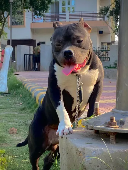 Sultan posing like a pro, with one paw up on a concrete block.