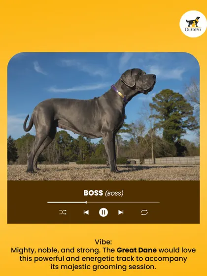 Mighty, noble, and strong, the Great Dane is the undisputed "Boss." A powerful track for a majestic grooming session.
