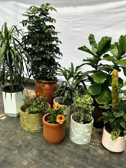 A beautiful collection of some of our favorite indoor plants ready for a client. This assortment includes a Fiddle Leaf Fig, Dracaena, Monstera Adansonii, and flowering varieties, showcasing the diversity we offer.