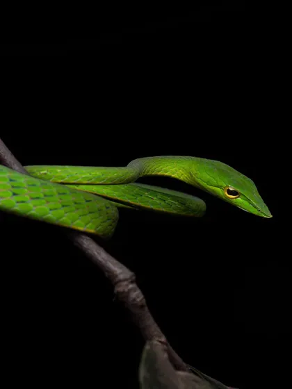 A Green Vine Snake perfectly camouflaged on a branch. This image, part of my "Green Love" series, celebrates the way animals blend into their life-giving habitats.