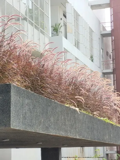 The soft, feathery texture of the purple fountain grass contrasts beautifully with the hard edge of the concrete planter, a key element in my industrial landscape designs.