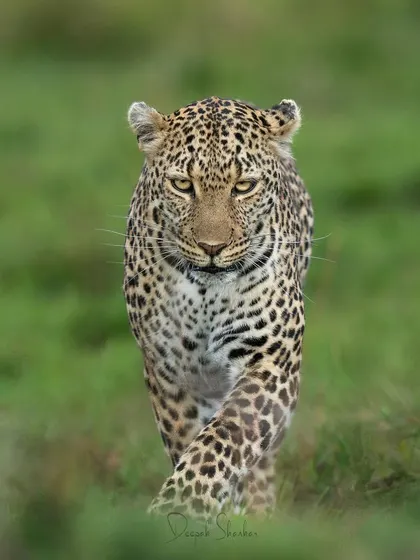The full power of that forward stride. This image captures the confidence and grace of a leopard on the move, a true predator in its element.