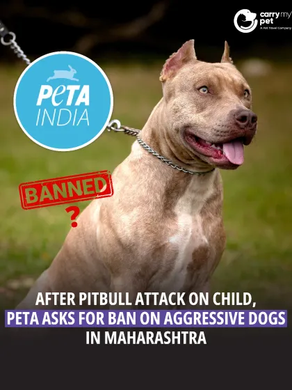 Following a pitbull attack, PETA India has asked the Maharashtra government to ban breeds they deem aggressive. The proposal has sparked a debate about breed-specific legislation versus responsible ownership.