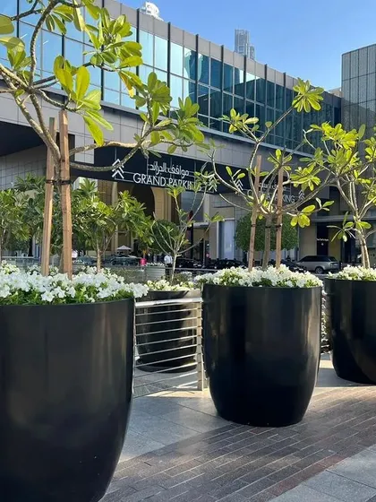 Our service extends to creating grand, elegant outdoor displays. These large-scale planters lining the entrance of a commercial building project an image of prestige and success before a visitor even steps inside.