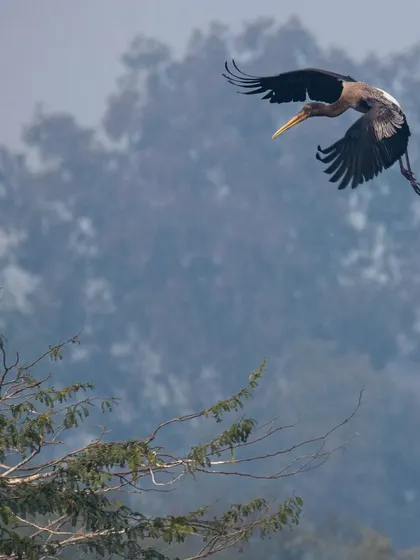 A juvenile Painted Stork coming in for a landing at Sultanpur National Park. The misty morning background adds a lovely, soft atmosphere to this flight shot, highlighting the bird's impressive wingspan.