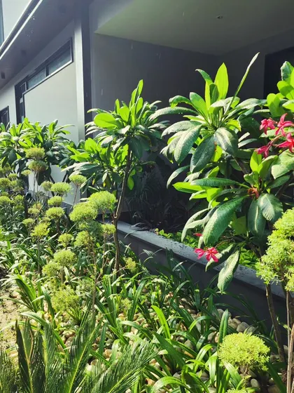 Another angle of the tropical garden, showing how we layer plants to create a sense of depth and fullness, even in a relatively small space.