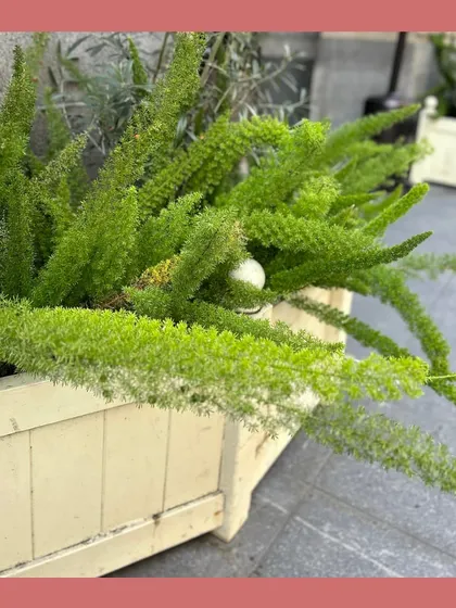 Foxtail Fern (Asparagus aethiopicus) in a wooden planter. While often confused with the medicinal Shatavari, this ornamental plant adds a lovely soft texture to garden arrangements.