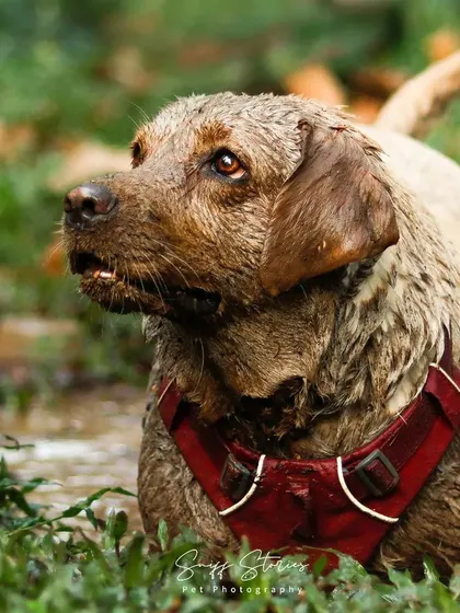 This close-up of Bella, covered in mud with her red harness visible, captures an intense and curious expression. It is a powerful portrait of a dog completely immersed in her natural environment.