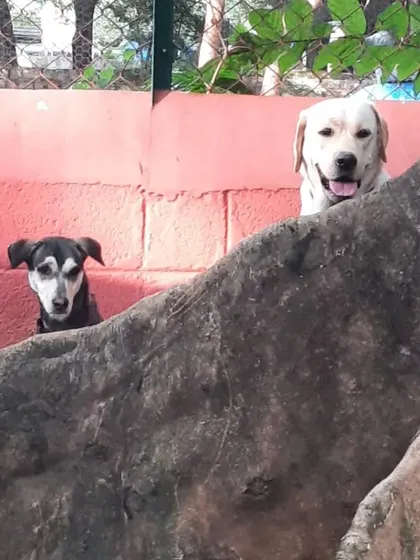 Peek-a-boo. Two curious faces, a Labrador and an indie, peeking over a large tree root.