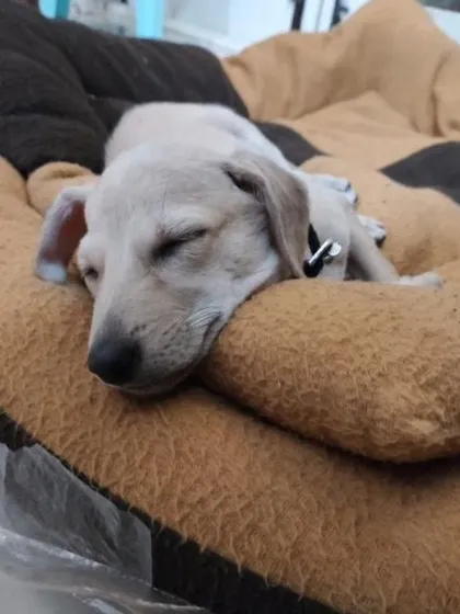 Bingo, a 2+ month old female puppy, is sleeping peacefully. She has had her first vaccine and is looking for a home in Bangalore.