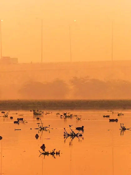 'The Last Migration'. Migratory birds on what's left of Basai Wetland, with the highway in the background, symbolizing the end of this crucial habitat.
