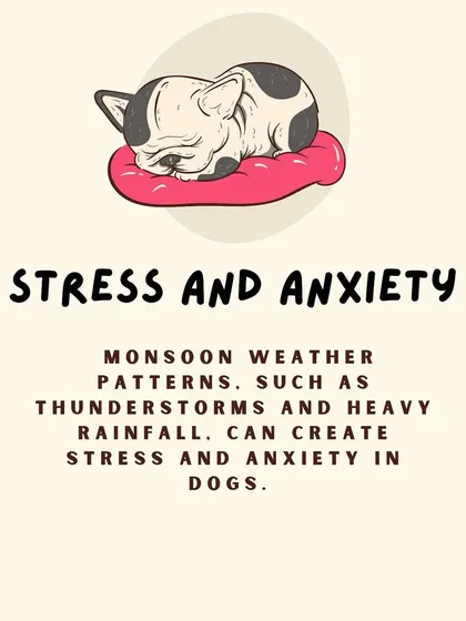 Does your dog get stressed during thunderstorms? Monsoon anxiety is a real thing and can be a reason for increased shedding.