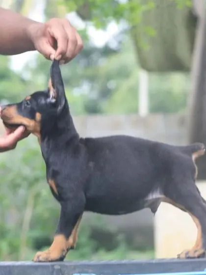 A top-class Doberman puppy with cropped ears, showing the alert and elegant stance of the breed.