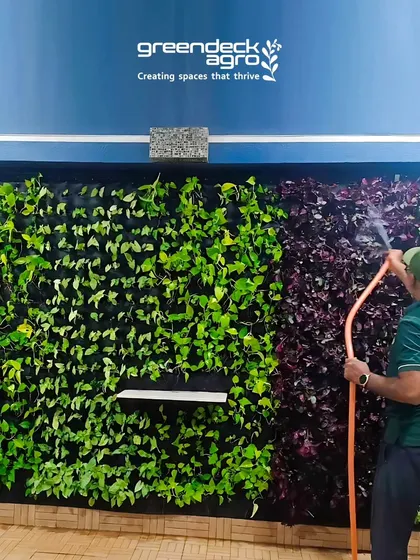 A vibrant vertical garden we installed for a residential flat in Balewadi, Pune. Our team is shown here providing routine watering and care to keep this living wall lush.