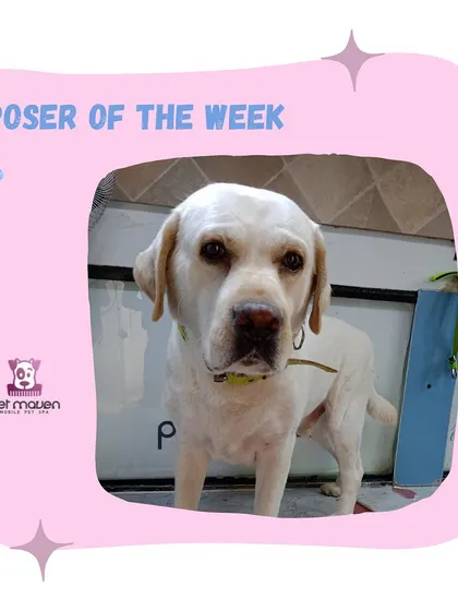 This lovely Labrador is looking clean and content after his session. Regular grooming helps manage shedding and keeps their coat in top condition.