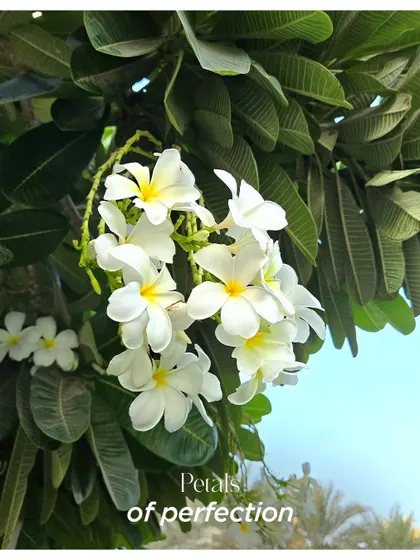 Petals of perfection. The simple, natural beauty of frangipani flowers at a resort, a reminder that sometimes the most beautiful decor is provided by nature itself.