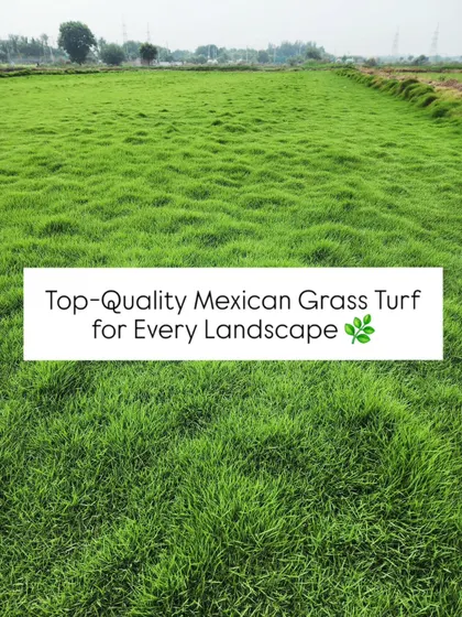 An overview of our lush Mexican grass turf, a versatile and hardy option suitable for a wide range of landscapes. Its vibrant green color makes it a favorite for both residential and commercial projects.