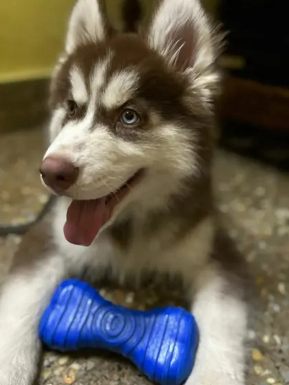 A final look at this gorgeous Husky guest. I love caring for intelligent and active breeds, and my setup provides the space and engagement they need to thrive.