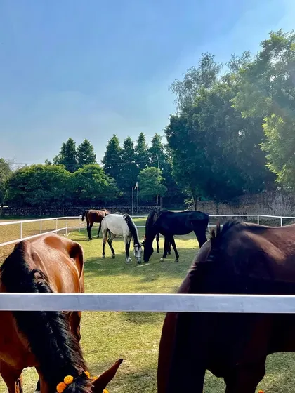 A view of our horses grazing in the paddock, with our well-maintained fences and lush trees in the background. We take great pride in the quality and beauty of our facilities.