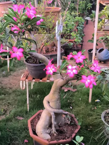 This 2.5-foot-old Adenium, or Desert Rose, has a wonderfully twisted and thick caudex. Its bright pink flowers are a beautiful bonus.