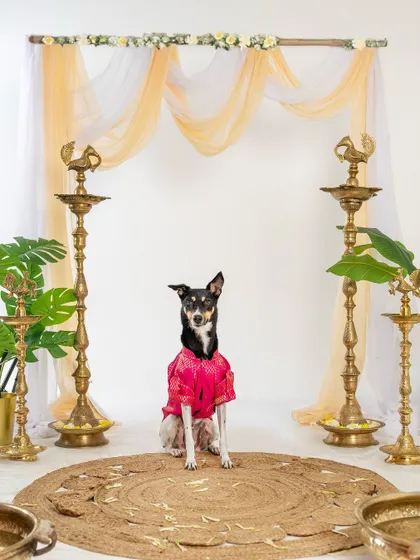 An adorable Indie dog in a pink kurta, ready for her Diwali portrait. I love seeing pets get into the festive spirit with their outfits.