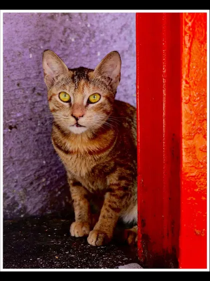 A wider shot of the same cat, showing her peeking from behind a brightly painted pillar. This is part of my series on the "queens" of Mumbai's streets.