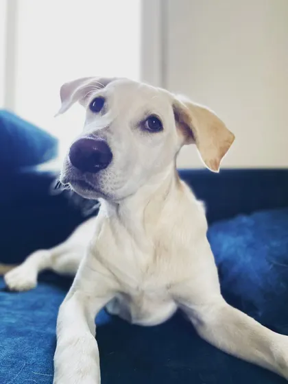UPDATE: ADOPTED. Lucky, a 4-5 month old Lab mix, has found his home. He was rescued after being bought from a breeder and then tied up in a shop.