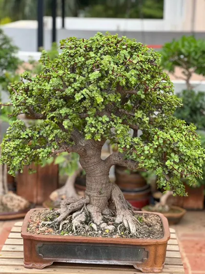 A detailed shot of a Portulacaria afra, or Jade bonsai, highlighting its thick trunk and well-developed surface roots, which add to its aged appearance.