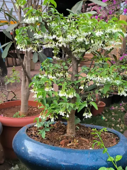 A Wrightia bonsai in full bloom, covered in delicate white, bell-shaped flowers. It's a beautiful sight when these trees put on a show like this.
