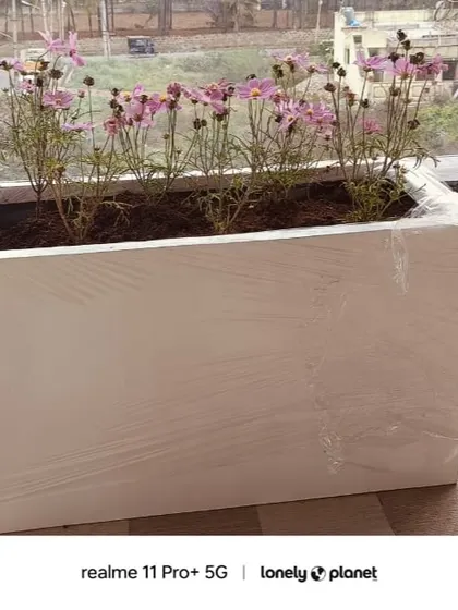 This large, rectangular FRP planter is perfect for creating a flower bed on a balcony or terrace. Here, it's filled with delicate cosmos flowers, adding a touch of wildflower beauty to the urban setting.