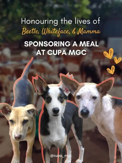 A beautiful way to honor a loved one. Thank you to Jack D. for sponsoring meals for our senior dogs in memory of his beloved pets Beetle, Whiteface, and Mamma.