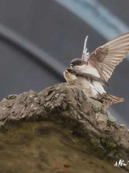 A pair of Asian House-Martins during a mating ritual. The male balances on the female with wings outstretched. Capturing such behaviors requires patience and quick reflexes.