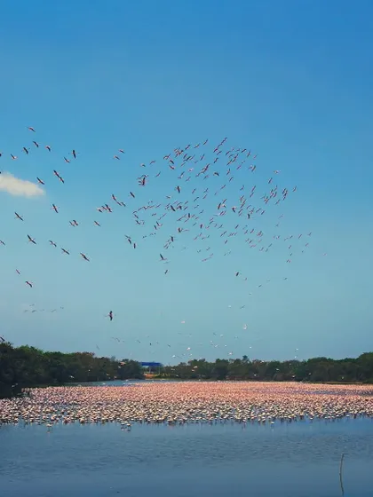 A wide view of the DPS lake in Navi Mumbai, teeming with thousands of flamingos while a smaller group takes to the sky. The city's skyline in the background serves as a constant reminder of the urban pressures on this delicate and vital ecosystem.