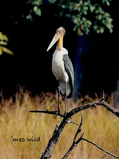 A Lesser Adjutant Stork perched high on a dead tree. These large, scavenger birds have a unique appearance with their bare head and neck.