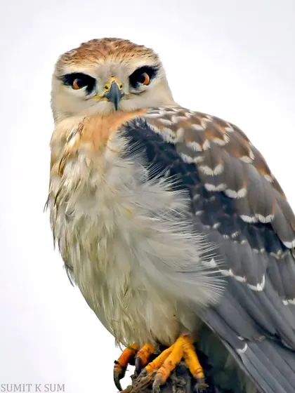 This juvenile Black-winged Kite let me get incredibly close, resulting in one of the most intense raptor portraits I have ever taken. Its fierce gaze tells a story of a future apex predator, a moment of pure wild connection that required immense patience.