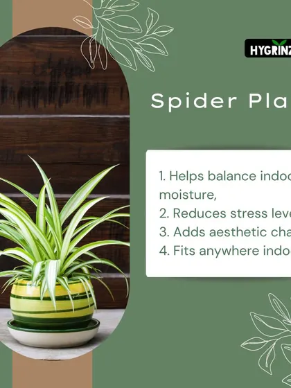 The Spider Plant is known to reduce stress levels and adds a charming aesthetic to any room. Its compact size allows it to fit almost anywhere.