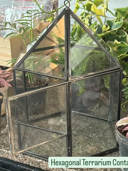 The hexagonal terrarium container offers a modern and stylish look. The door makes it easy to arrange and care for the plants inside. It’s a popular choice for closed terrariums.