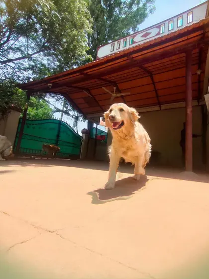Another shot of our Golden guest, happily exploring the grounds of our dog boarding facility.