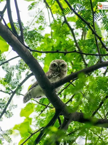 A restored forest is a living habitat. Spotting this watchful owlet in our Jaunapur City Forest is a sign that our efforts are creating a safe sanctuary for wildlife to return and thrive right in the heart of the city.