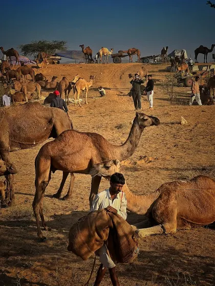 A bustling scene at the Pushkar Fair, with numerous camels and traders gathered on the desert sands under the morning sun.