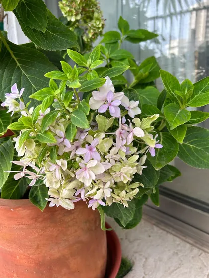 Beautiful Hydrangea blooms in a terracotta pot, a result of a client's love and care. While not native, some non-invasive exotics can thrive when given the right conditions and affection.