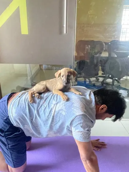 A participant in plank pose gets a little extra weight and a lot of extra cuteness from a puppy during our charity yoga event.