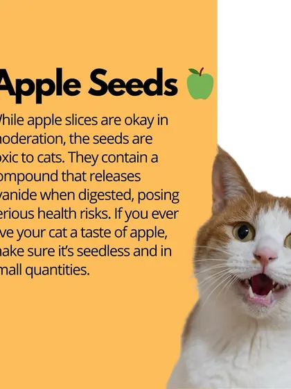 Apple slices are generally safe in moderation, but the seeds are toxic. They contain a compound that releases cyanide when digested, so always remove them.