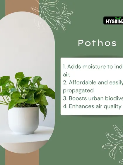 Pothos is an affordable and easy-to-propagate plant that helps add moisture to the air and improves overall air quality.