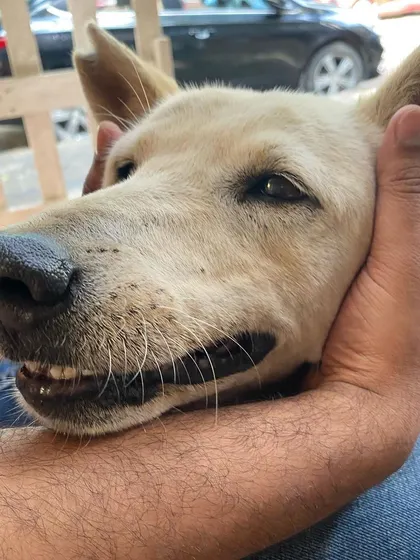 That happy, relaxed face is what it's all about. I love connecting with all the dogs in our community and making sure they are happy and well-fed.