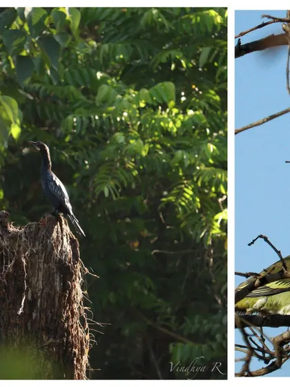 A Little Cormorant seen during our trip to Dandeli. The region's rivers and forests are teeming with diverse birdlife.