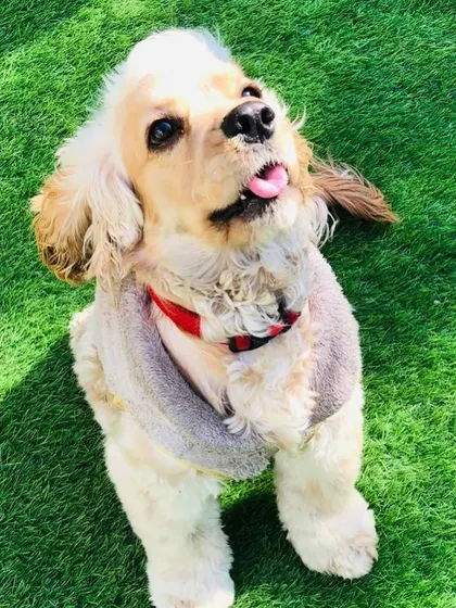 This adorable Cocker Spaniel, all bundled up, is enjoying a beautiful sunny day on the grass.