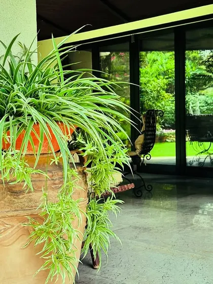 A large terracotta pot with a spider plant adds a rustic, earthy touch, with its babies cascading down the sides.