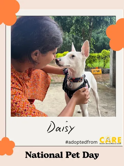 A tender moment between Daisy and her adopter. The connection and trust in this photo speak volumes about the love a rescued pet can give.