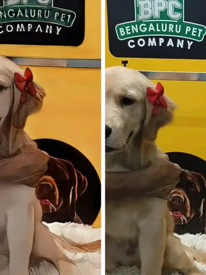 Neo the Golden Retriever puppy, looking adorable and posing for the camera after his first grooming experience.